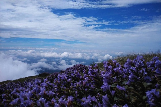 Neelakurinji Flowers in Munnar